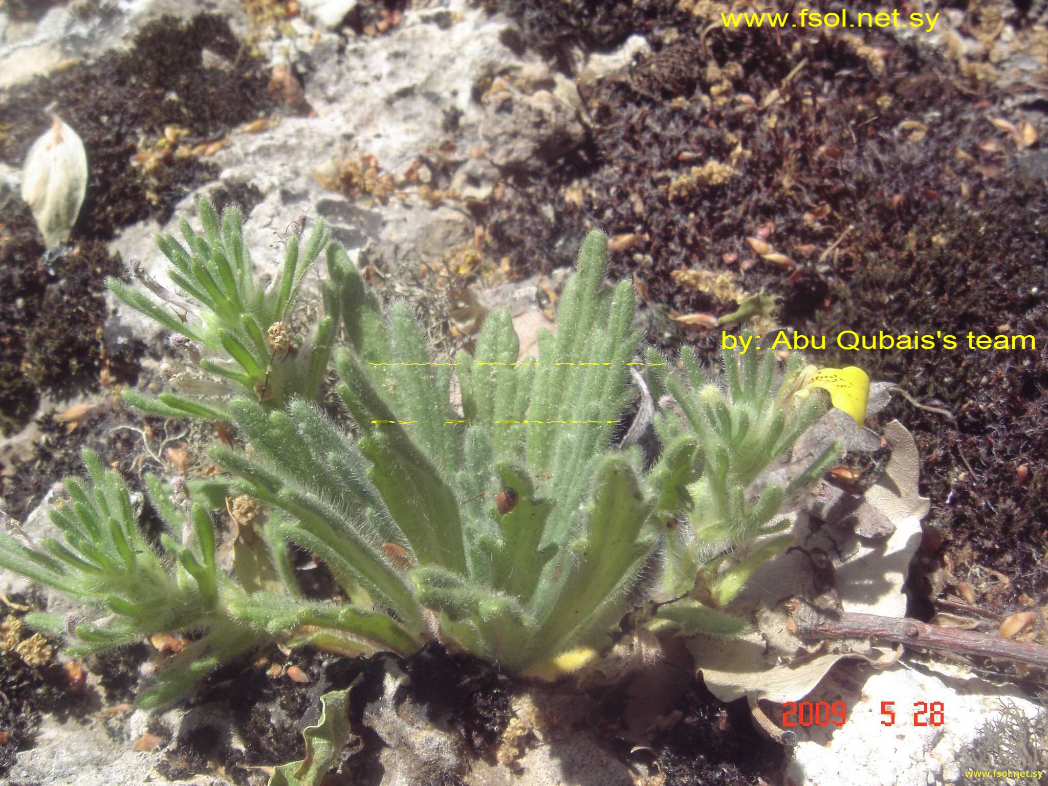 Ajuga tridactylites Ging. ex Benth.